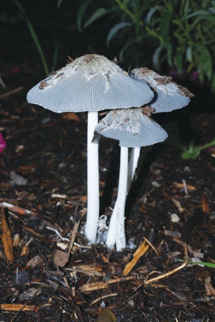 Harefoot mushroom (Coprinopsis lagopus) is typically found in wood chip mulch or duff. Layering compost or wood chips on top of garden beds is one of the best ways to improve your soil and support beneficial fungi.